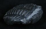 Eldredgeops Trilobite From NY #1161-2